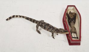 Taxidermy baby alligator posed standing with open jaws and the remains of a vampire bat within a