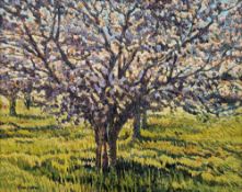 Alan Cotton (b. 1936) Oil on canvas 'Sunlit Orchard, Provence', signed lower left, titled verso,