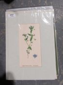 A quantity of mounted botanical prints ( unframed )( 1 bag)
