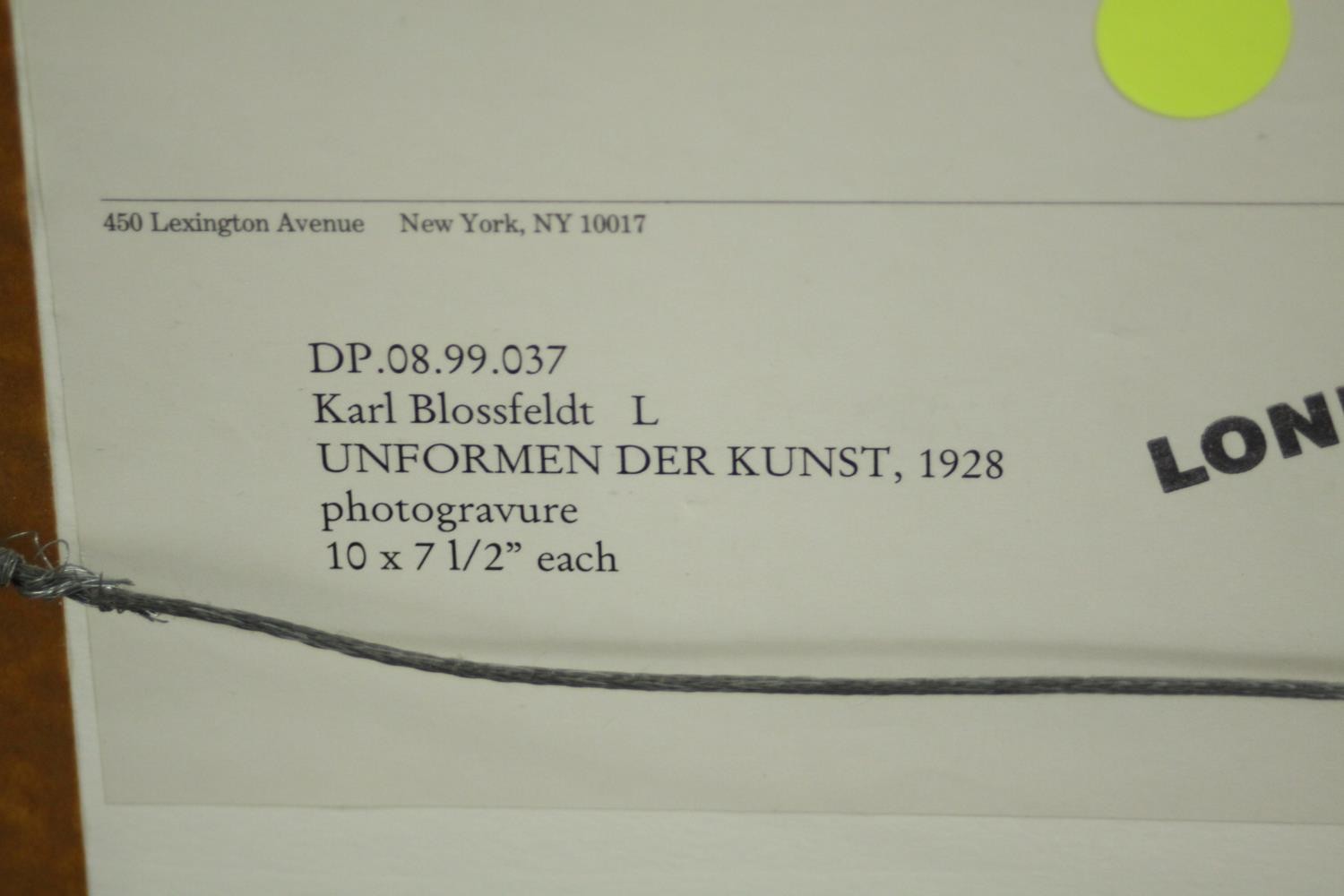 Karl Blossfeldt (German 1865-1932), Unformen Der Kunst 1928, photogravure, with Davis Pole and - Image 5 of 5
