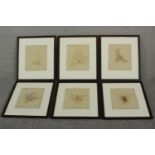 Six 19th century British seaweed specimens (framed), with Davis Pole and Wardwell labels verso. H.63