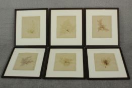 Six 19th century British seaweed specimens (framed), with Davis Pole and Wardwell labels verso. H.63