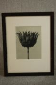 Karl Blossfeldt (German 1865-1932), Unformen Der Kunst 1928, photogravure, with Davis Pole and