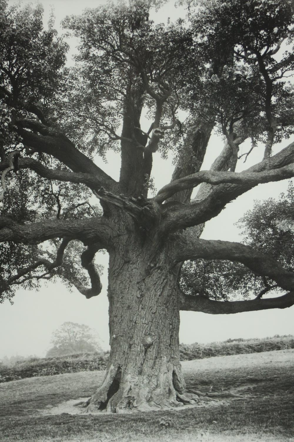 Sir John Elwes (1846-1922), British Specimen Tree c1900, print from original negative, with Davis