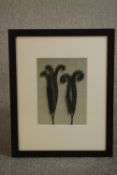 Karl Blossfeldt (German 1865-1932), Unformen Der Kunst 1928, photogravure, with Davis Pole and