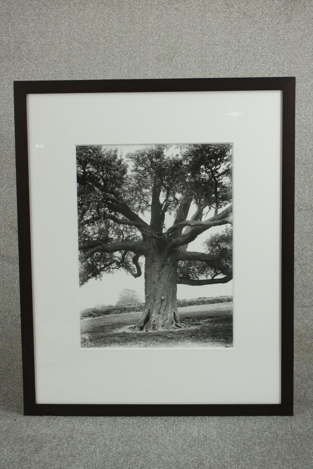 Sir John Elwes (1846-1922), British Specimen Tree c1900, print from original negative, with Davis - Image 2 of 6