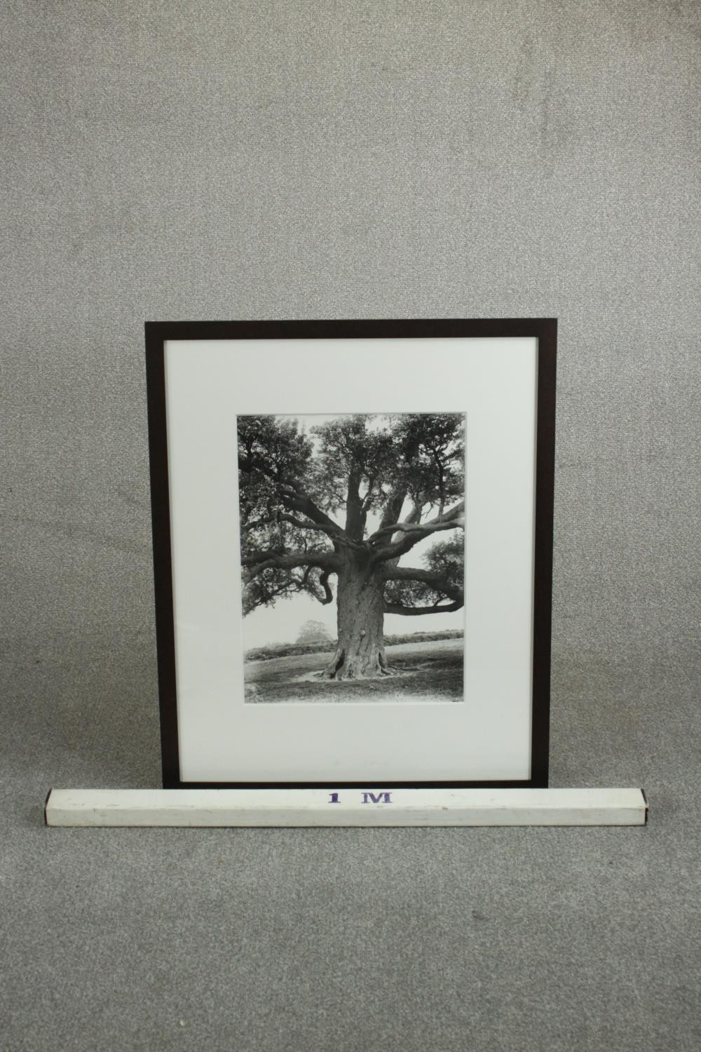 Sir John Elwes (1846-1922), British Specimen Tree c1900, print from original negative, with Davis - Image 3 of 6