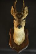 An early 20th century taxidermy young male deer's head mounted on an oak shield. L.50 W.20cm.