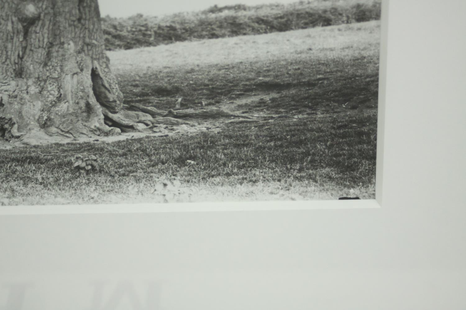 Sir John Elwes (1846-1922), British Specimen Tree c1900, print from original negative, with Davis - Image 4 of 6