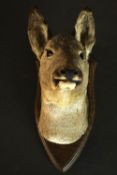 An early 20th century taxidermy doe's head mounted on an oak shield. L.35 W.20cm.