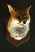 An early 20th century taxidermy fox's head mounted on an oak shield. L.33 W.18cm.