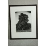 Sir John Elwes (1846-1922), British Specimen Tree c1900, print from original negative, with Davis