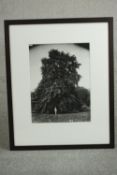 Sir John Elwes (1846-1922), British Specimen Tree c1900, print from original negative, with Davis