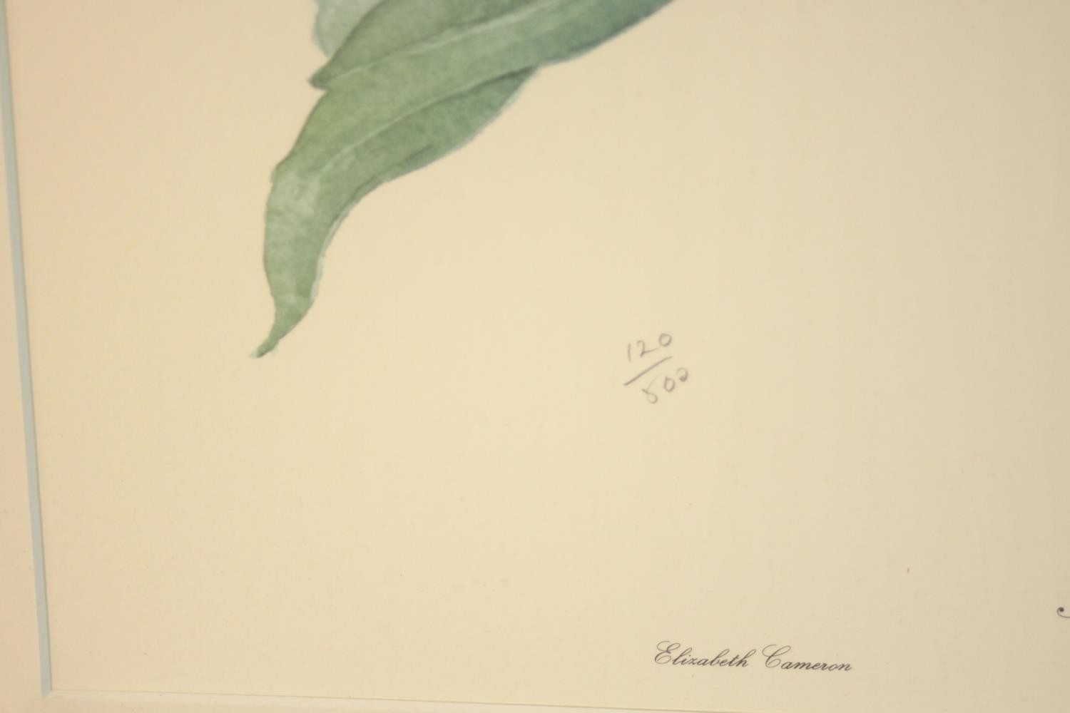 Elizabeth Cameron (1915-2009), Sunflower, limited edition print 120/500, signed and numbered in - Image 5 of 6