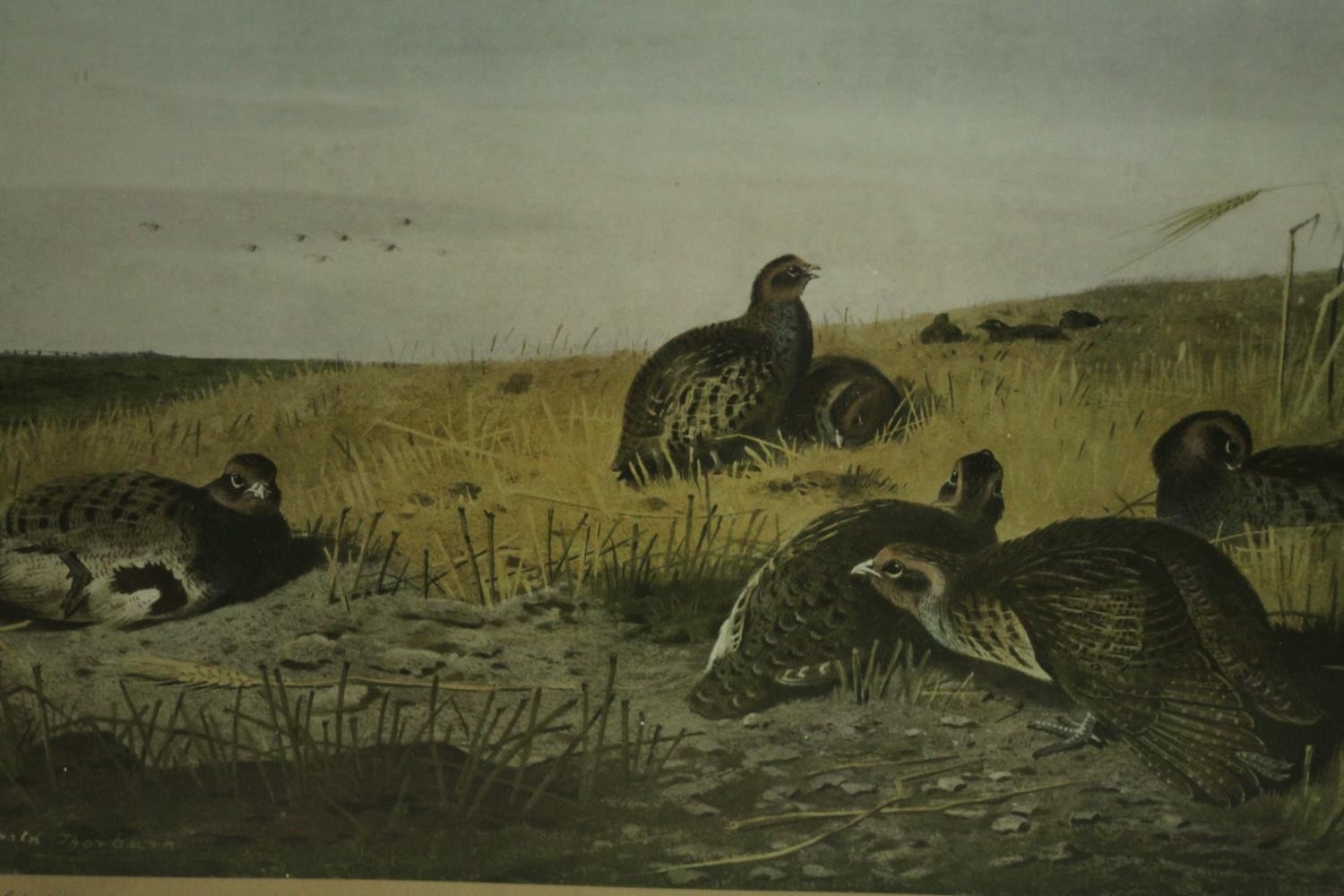 Two framed and glazed prints of game birds, one of woodcocks and one of partridges. H.47 W.60cm. ( - Image 3 of 6