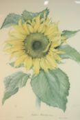 Elizabeth Cameron (1915-2009), Sunflower, limited edition print 120/500, signed and numbered in