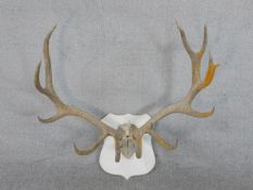 A seven and five point pair of red deer stag antlers on a painted shield. H.80 W.92 D.82cm