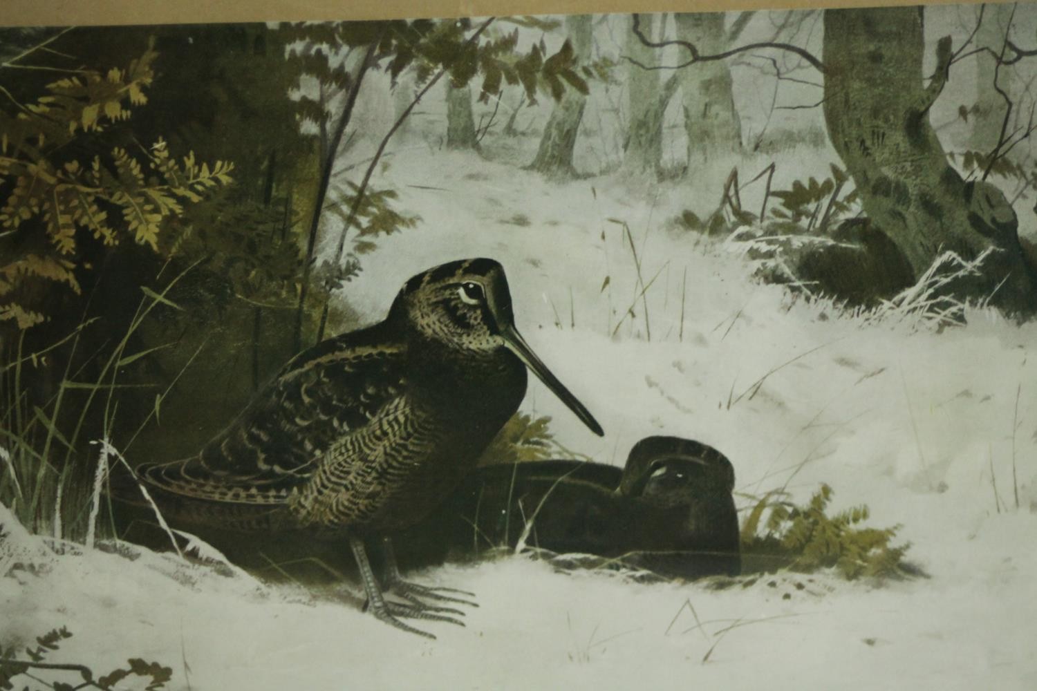 Two framed and glazed prints of game birds, one of woodcocks and one of partridges. H.47 W.60cm. ( - Image 4 of 6
