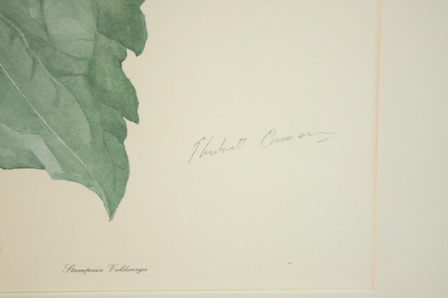 Elizabeth Cameron (1915-2009), Sunflower, limited edition print 120/500, signed and numbered in - Image 4 of 6