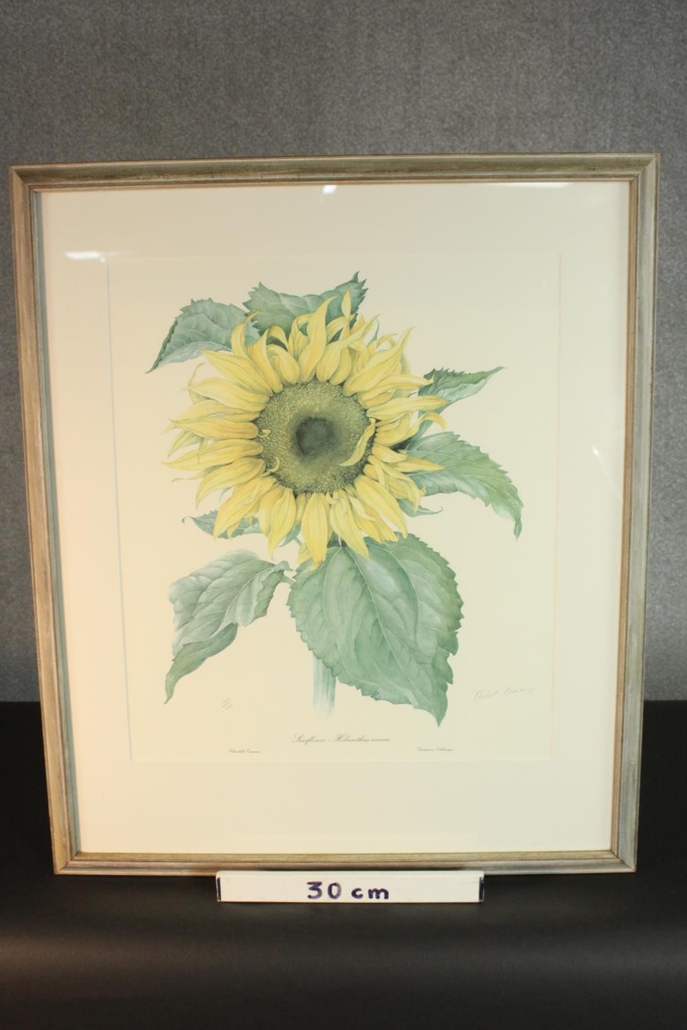 Elizabeth Cameron (1915-2009), Sunflower, limited edition print 120/500, signed and numbered in - Image 3 of 6