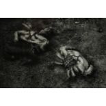Calum Angus Mackay, ‘Crab Dance’, signed, original silver print photograph, 1990. Purchased from the