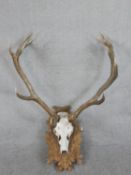 A fourteen pointer set of mounted red deer stag antlers on a carved oak leaf and acorn design