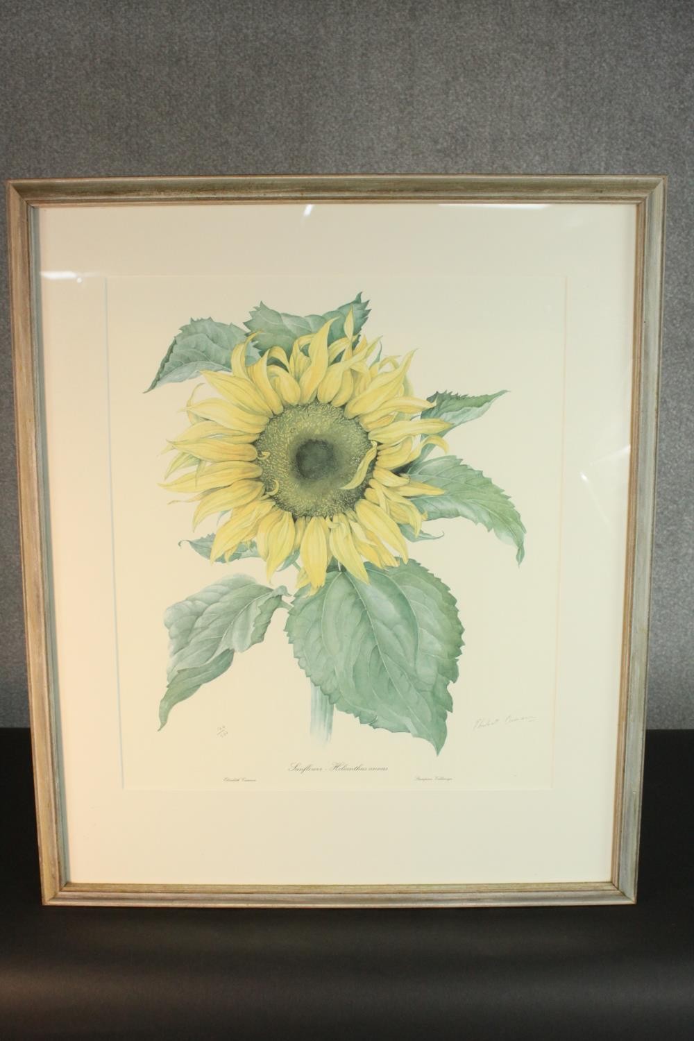 Elizabeth Cameron (1915-2009), Sunflower, limited edition print 120/500, signed and numbered in - Image 2 of 6