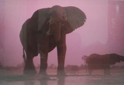 Chris Johns (b.1951), Bull Elephant at Dusk, Botswana, 1999, chromogenic print, printed 2014,