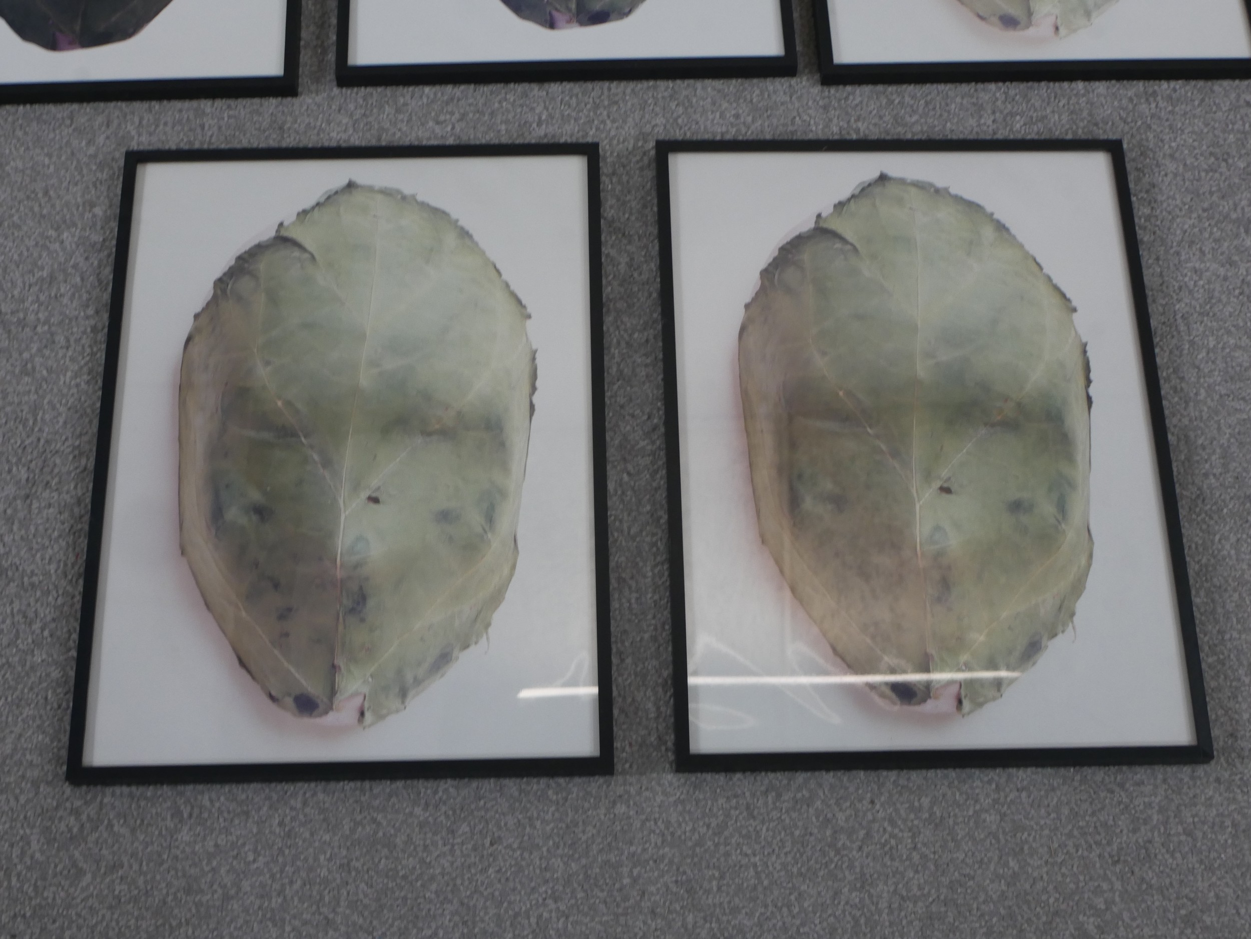 A set of eight framed and glazed photographs of cabbage leaves. H.57.5 W.38cm - Image 5 of 5