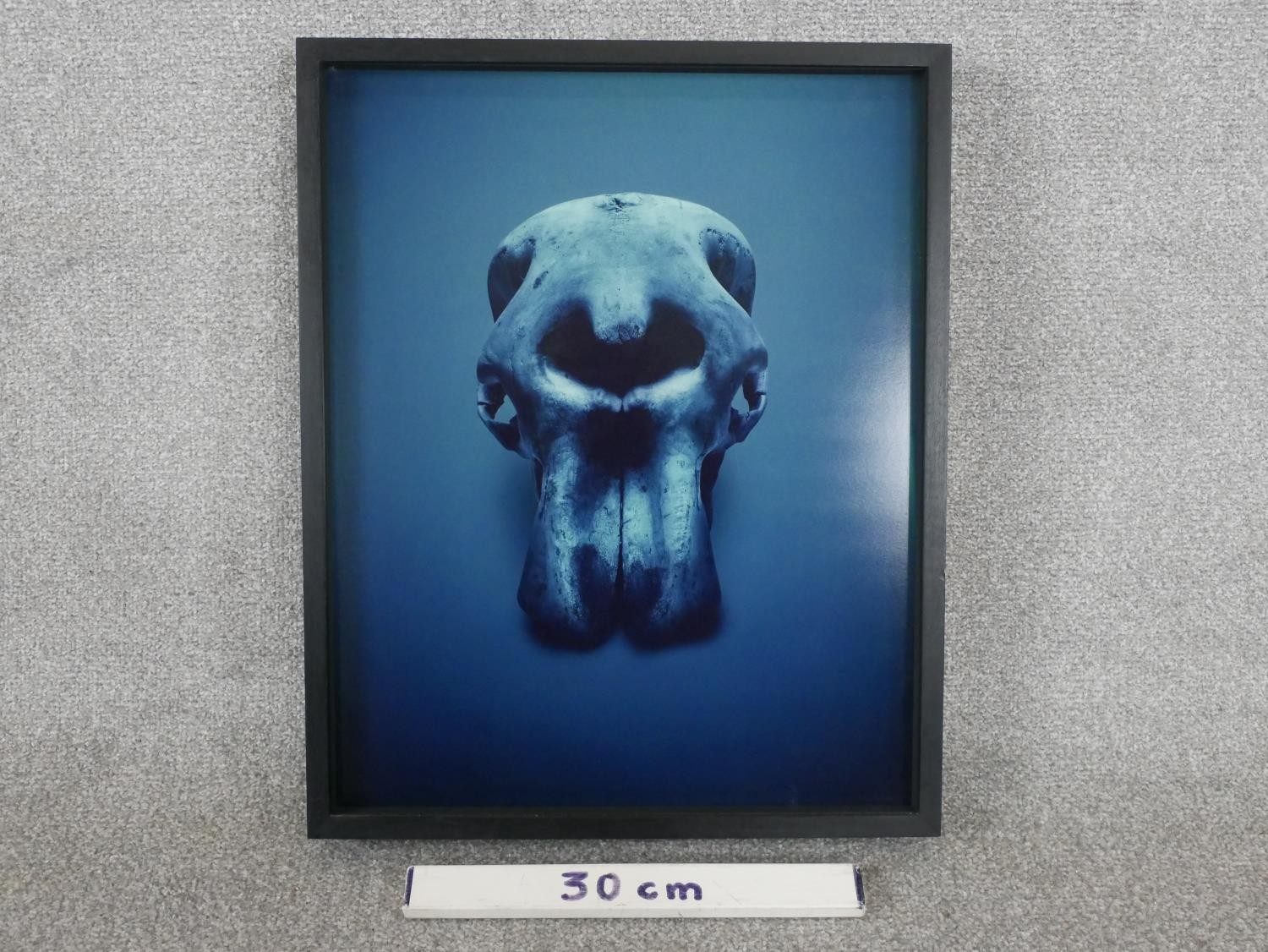 Guido Mocafico (b.1962), elephant skull, photographic print, label verso, edition 6/15. H.52 W.42. - Image 3 of 4