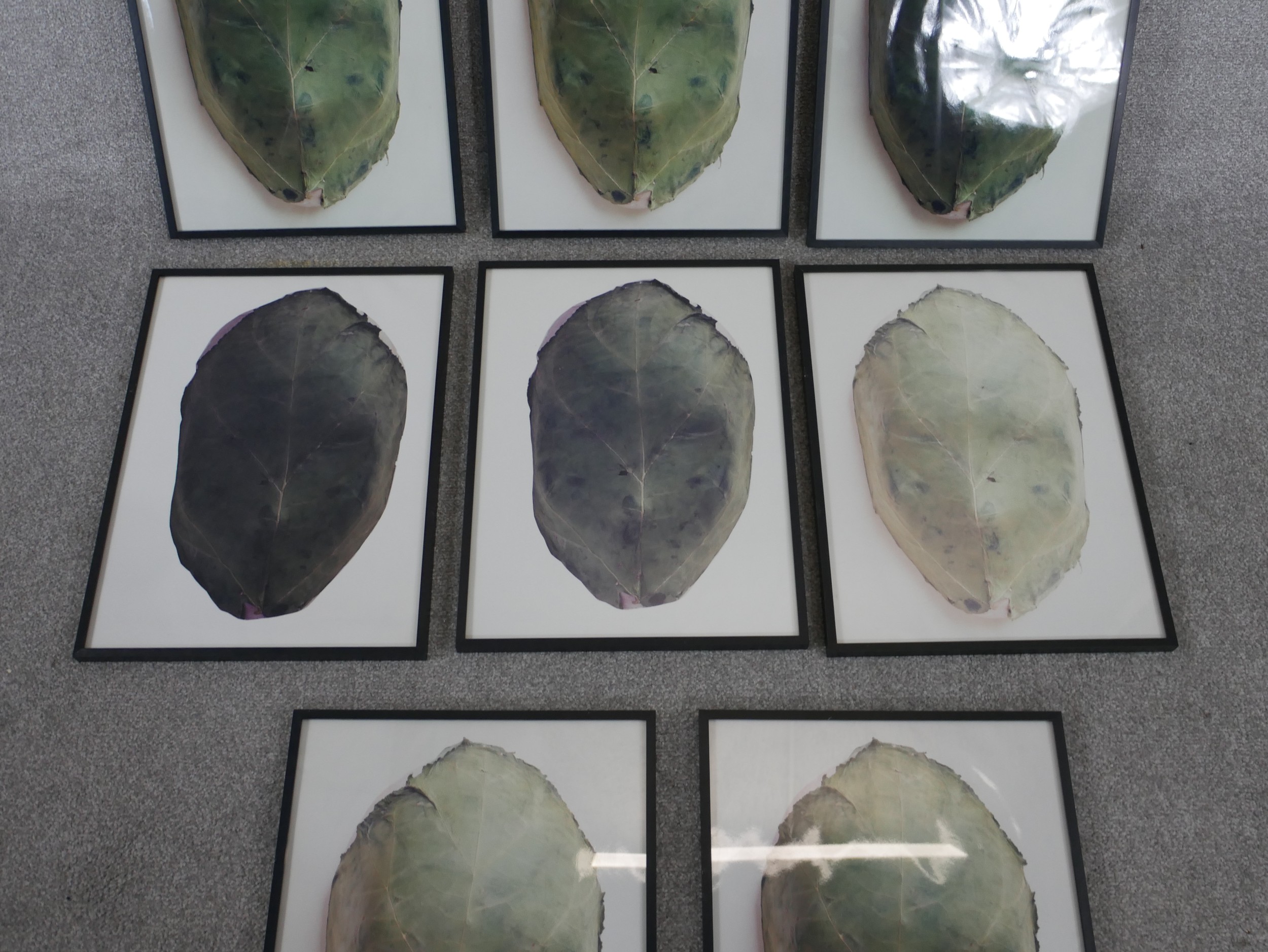 A set of eight framed and glazed photographs of cabbage leaves. H.57.5 W.38cm - Image 4 of 5