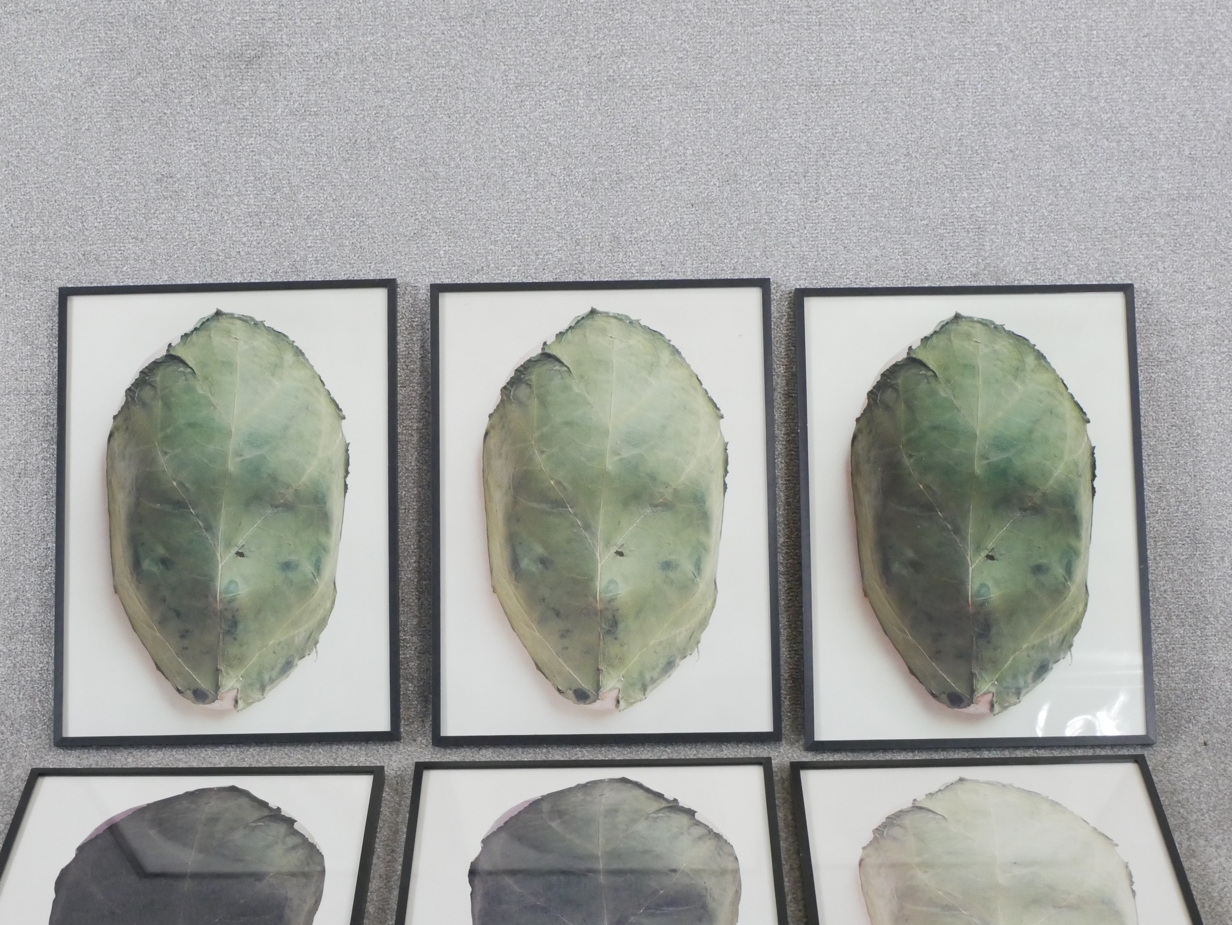 A set of eight framed and glazed photographs of cabbage leaves. H.57.5 W.38cm - Image 3 of 5