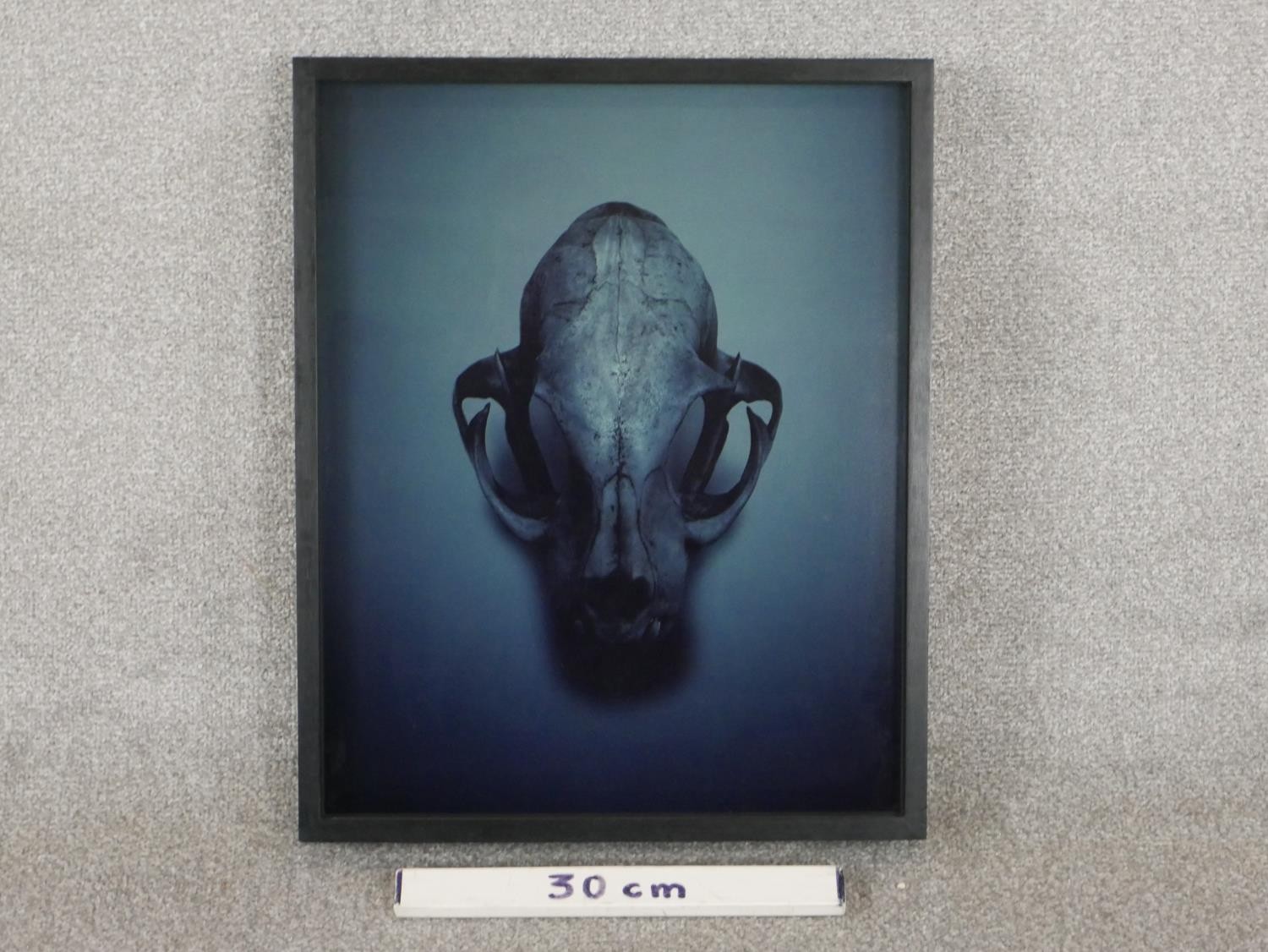 Guido Mocafico (b.1962), cat skull, photographic print, label verso, edition 5/15. H.52 W.42.5cm - Image 3 of 4