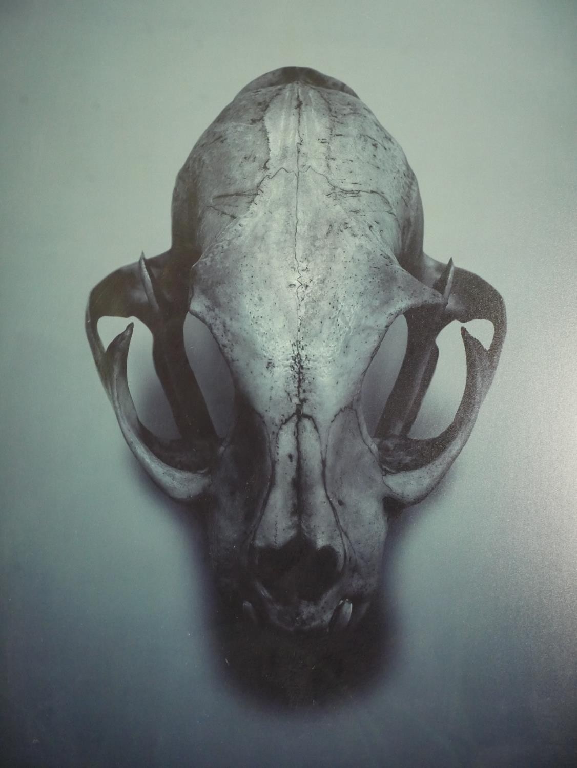 Guido Mocafico (b.1962), cat skull, photographic print, label verso, edition 5/15. H.52 W.42.5cm