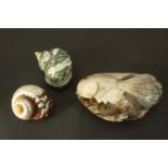 Two polished turban shells and a carved clam shell in the form of a goldfish. H.5 W.19 D.10cm. (