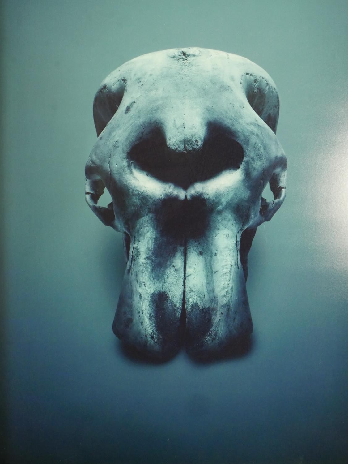 Guido Mocafico (b.1962), elephant skull, photographic print, label verso, edition 6/15. H.52 W.42.