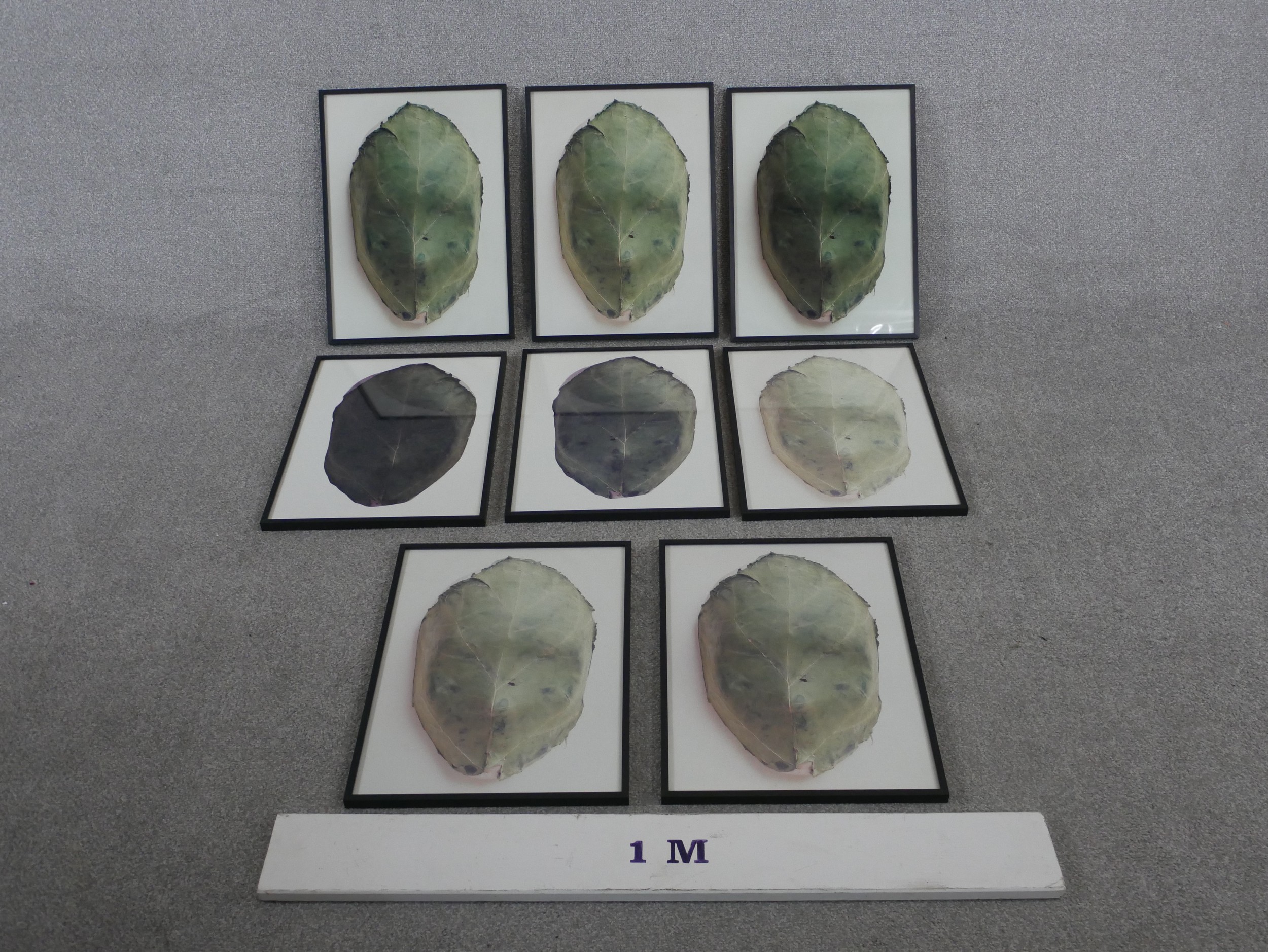 A set of eight framed and glazed photographs of cabbage leaves. H.57.5 W.38cm - Image 2 of 5