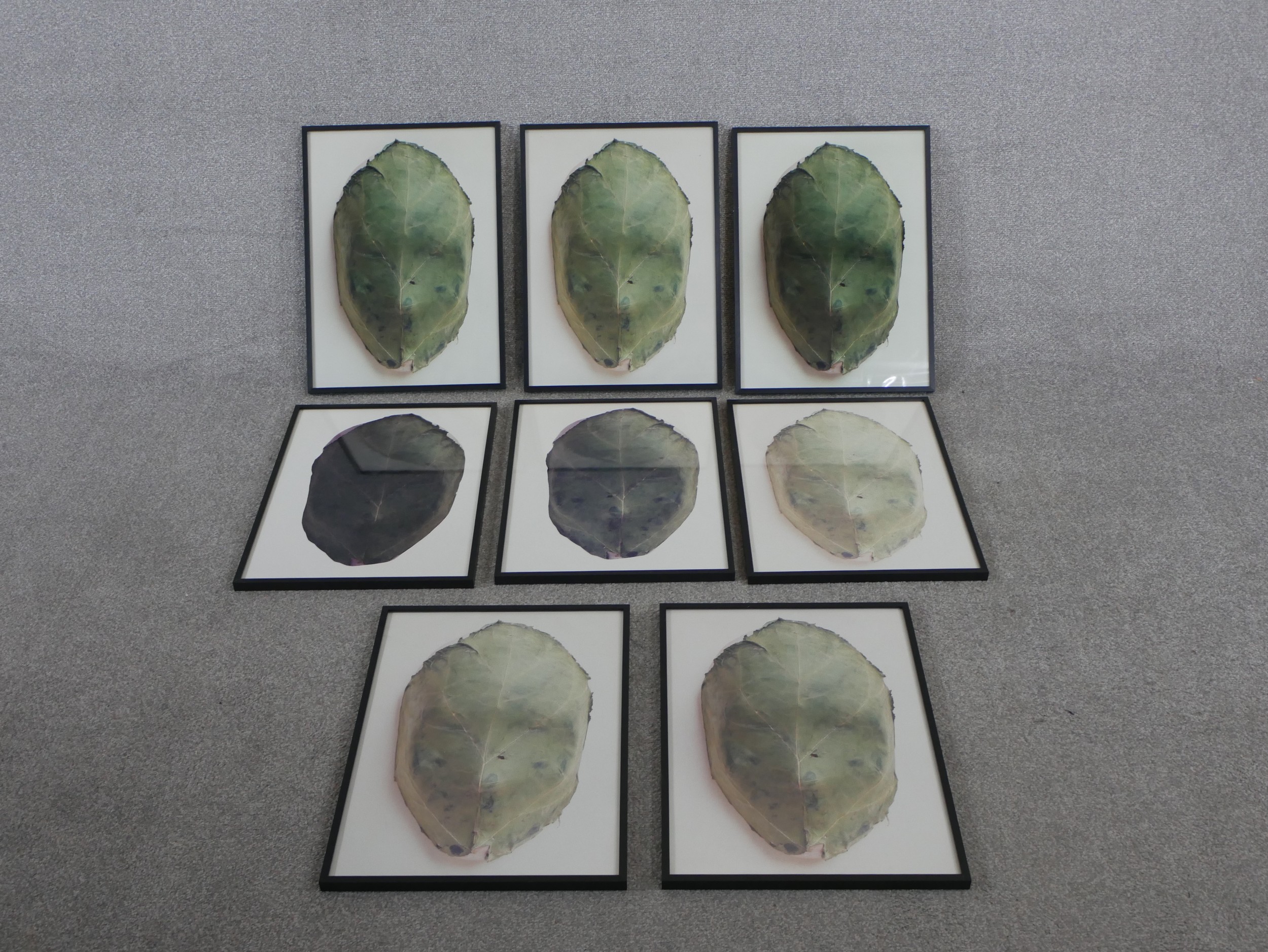 A set of eight framed and glazed photographs of cabbage leaves. H.57.5 W.38cm