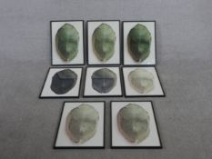 A set of eight framed and glazed photographs of cabbage leaves. H.57.5 W.38cm