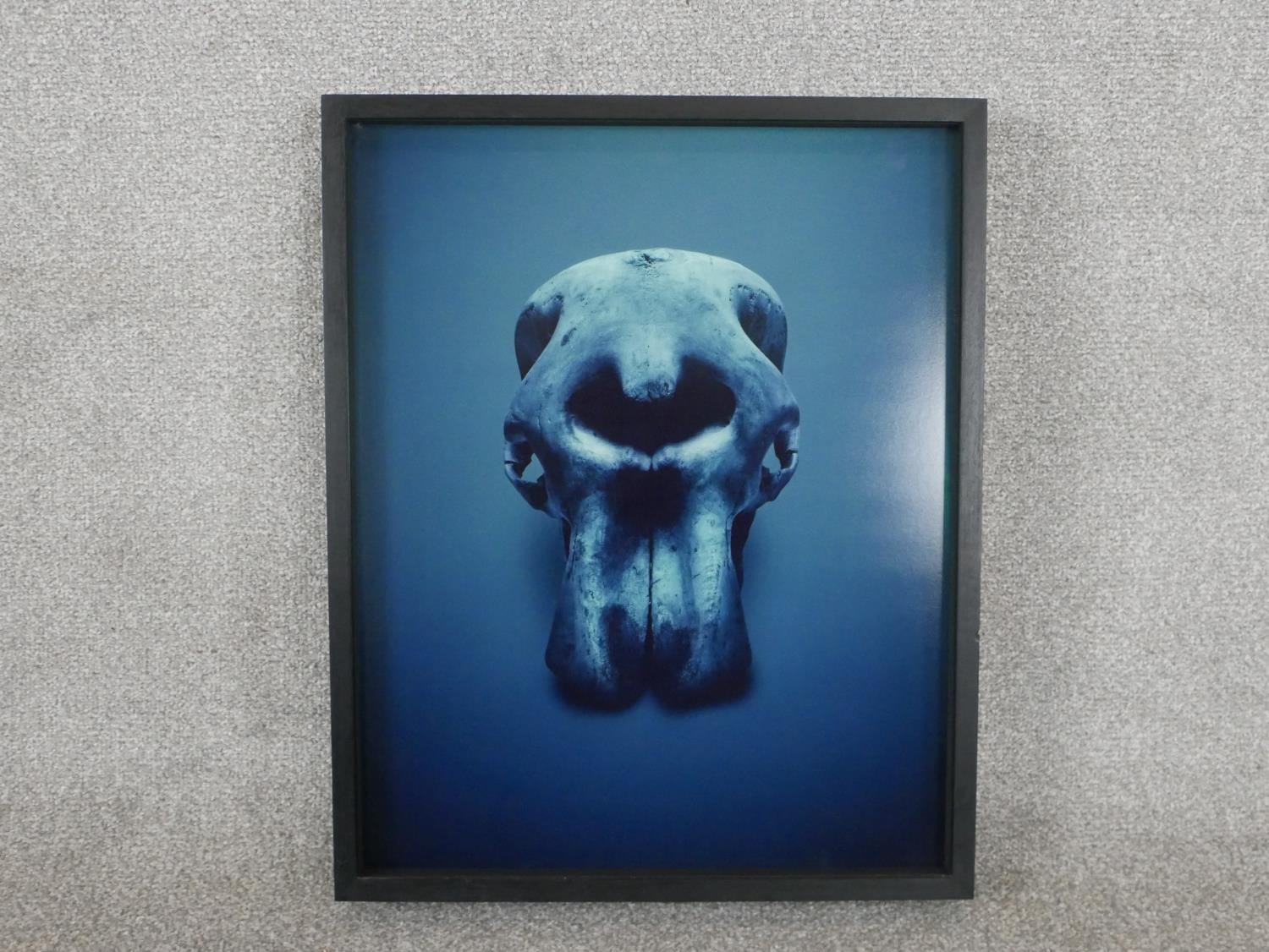 Guido Mocafico (b.1962), elephant skull, photographic print, label verso, edition 6/15. H.52 W.42. - Image 2 of 4