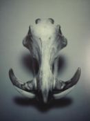 Guido Mocafico (b.1962), warthog skull, photographic print, label verso, edition 4/15. H.52 W.42.5cm