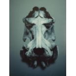 Guido Mocafico (b.1962), hippopotamus, photographic print, label verso, edition 3/15. H.52 W.42.5cm