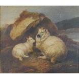 James Charles Morris, 19th Century, oil on board of a sheep with lamb by rocks, signed and inscribed