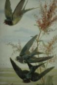A framed and glazed 19th century acrylic on paper of three swallows flying among grasses,