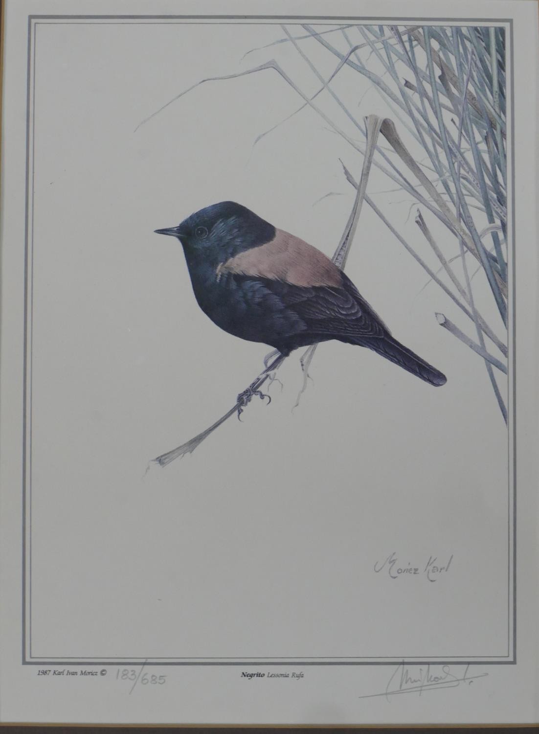 Iván Moricz Karl, 1941, a group of five framed and glazed signed prints depicting species of South - Image 3 of 7