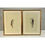 Two framed and glazed prints of watercolours, species of woodpeckers with inscriptions. H.60 W.43cm.