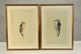 Two framed and glazed prints of watercolours, species of woodpeckers with inscriptions. H.60 W.43cm.