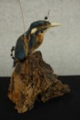 A taxidermy kingfisher, mounted on a scenic bark base. H.18 W.14 D.15cm