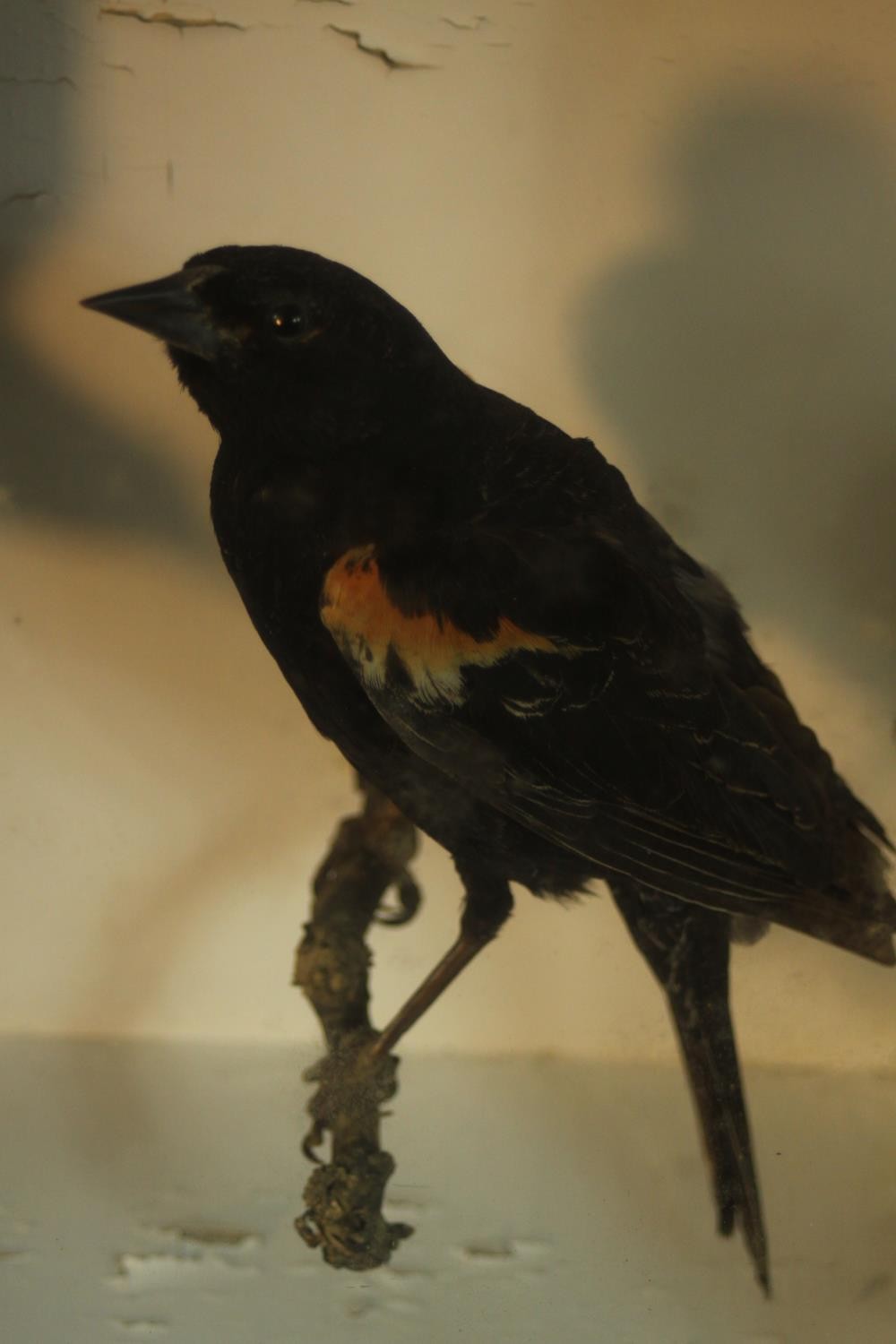An early 20th century mahogany cased pair of taxidermy Red Winged Blackbirds, one in flight. (black) - Image 3 of 6