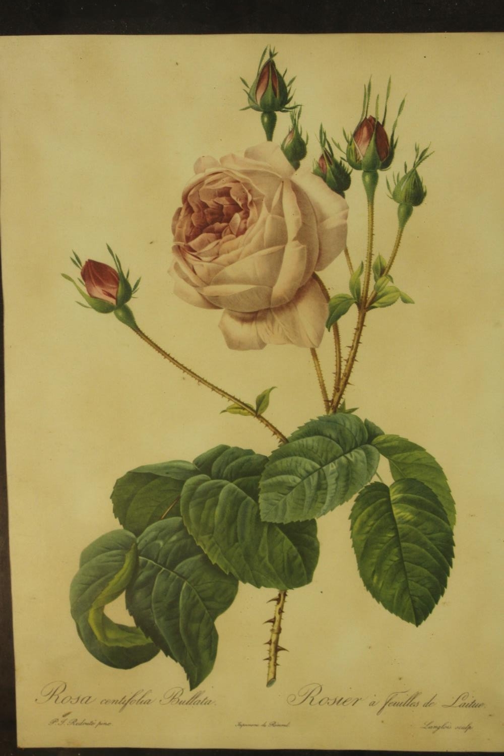 A framed and glazed set of four prints of 19th century botanical engravings of species of roses. H. - Image 3 of 8